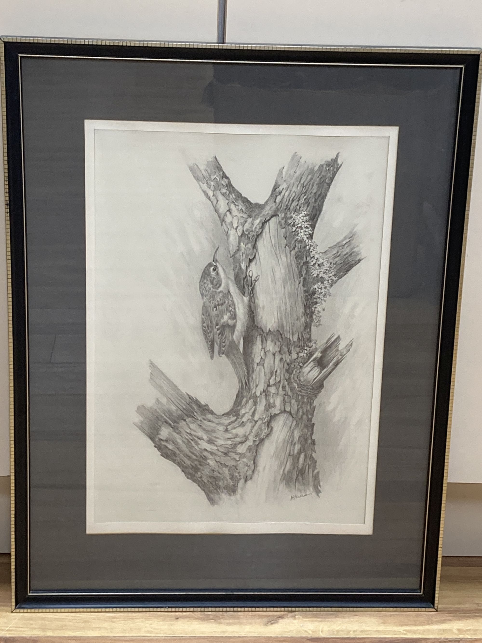 H. Hallam, pencil drawing, Tree Creeper, signed, 44 x 30cm